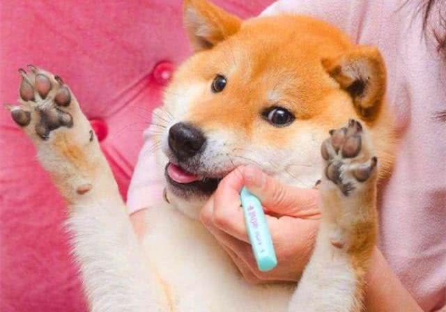 狗狗的牙齿疾病很常见，刷牙的方法也很重要，主人应该好好看看