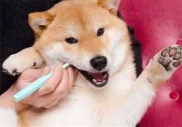狗狗的牙齿疾病很常见，刷牙的方法也很重要，主人应该好好看看