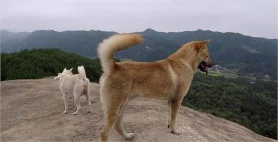 老一辈选狗，有四句要诀，领会其中精髓你就能挑到好狗