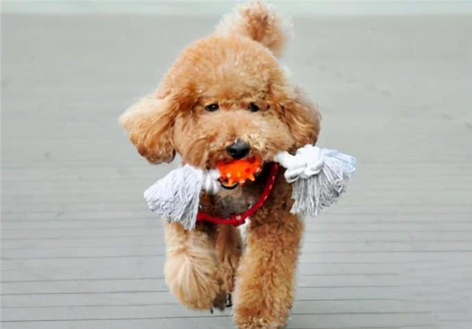 泰迪犬的标准体重是多少?看看你家的是胖还是瘦
