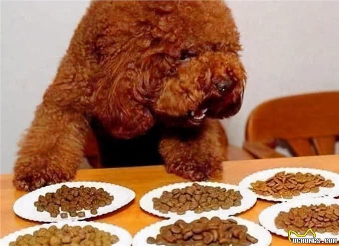 泰迪犬的标准体重是多少?看看你家的是胖还是瘦
