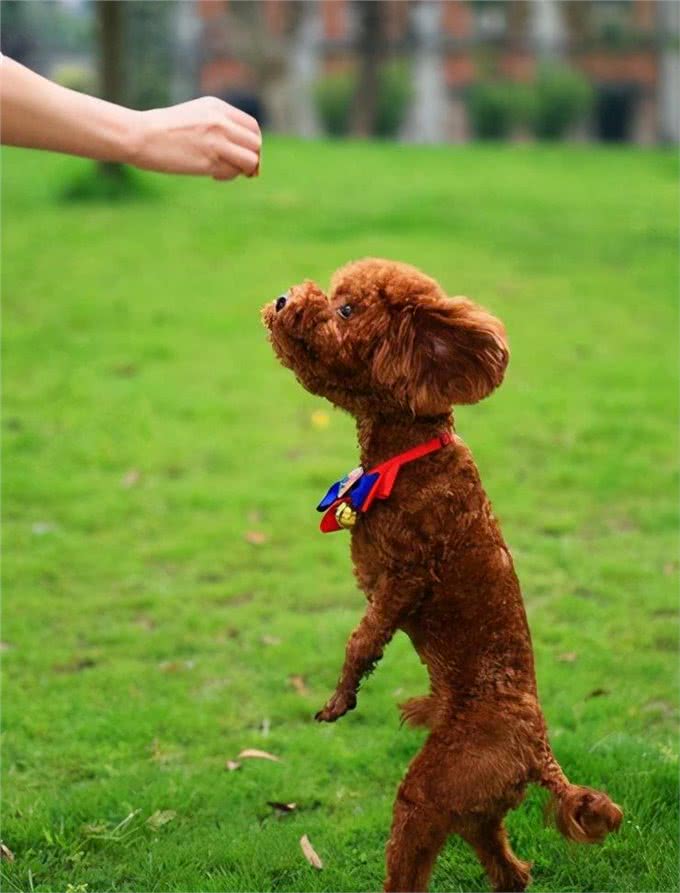 泰迪犬的标准体重是多少?看看你家的是胖还是瘦