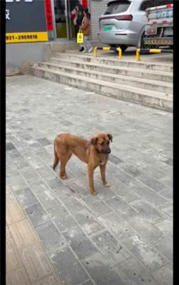 狗狗一只后脚踩在另一只后脚上，故作矜持吗?狗:尿急，厕所在哪