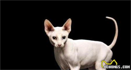 年度最受欢迎的十大猫咪品种—缅因猫