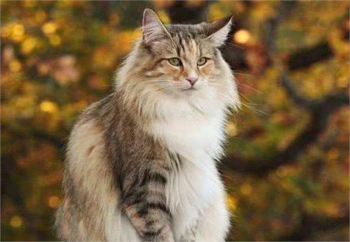 年度最受欢迎的十大猫咪品种—缅因猫