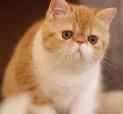 年度最受欢迎的十大猫咪品种—缅因猫