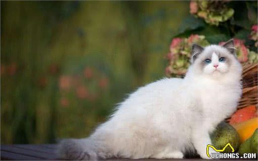 年度最受欢迎的十大猫咪品种—缅因猫