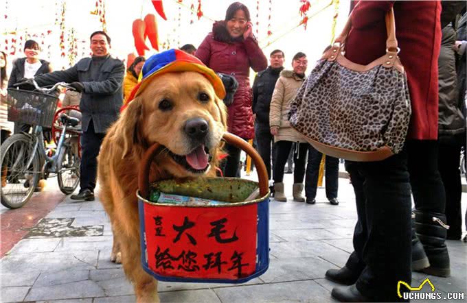 狗狗髌骨发育不全(CHD知识详解)