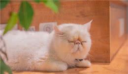加菲猫是什么品种，这个品种都有哪些特性