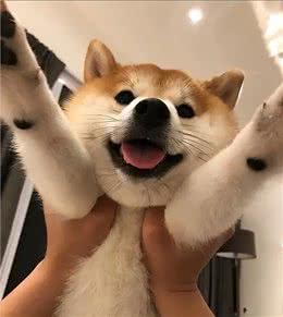 秋田犬，被誉为日本国宝，却为何这么少人养?