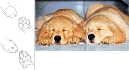 所有狗狗的爪爪都一样吗?