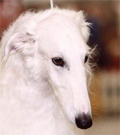 俄罗斯猎狼犬-比狼更狠，却被称为世界上最绅士的狗狗