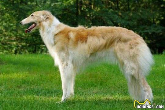 俄罗斯猎狼犬-比狼更狠，却被称为世界上最绅士的狗狗