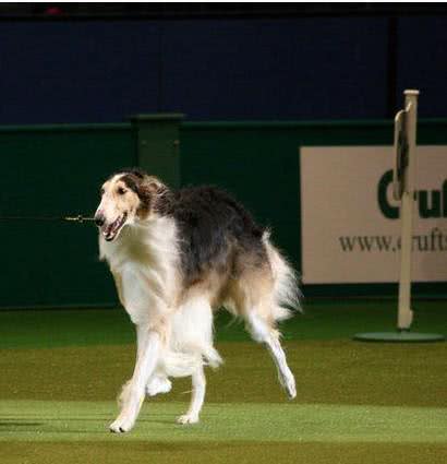 俄罗斯猎狼犬-比狼更狠，却被称为世界上最绅士的狗狗