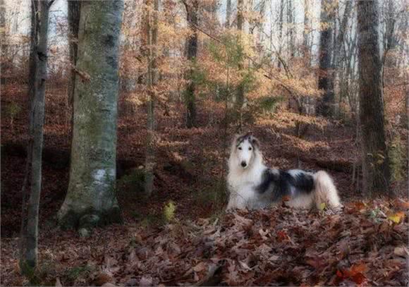俄罗斯猎狼犬-比狼更狠，却被称为世界上最绅士的狗狗