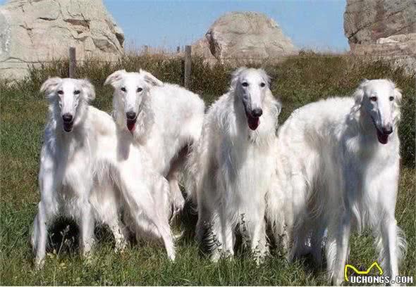 俄罗斯猎狼犬-比狼更狠，却被称为世界上最绅士的狗狗