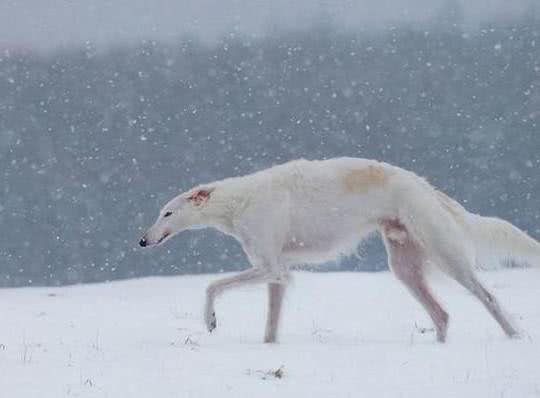 俄罗斯猎狼犬-比狼更狠，却被称为世界上最绅士的狗狗