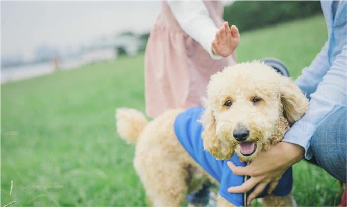 为什么女孩子都喜欢养贵宾犬?这六点，哪点戳中你的心