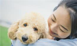 为什么女孩子都喜欢养贵宾犬?这六点，哪点戳中你的心