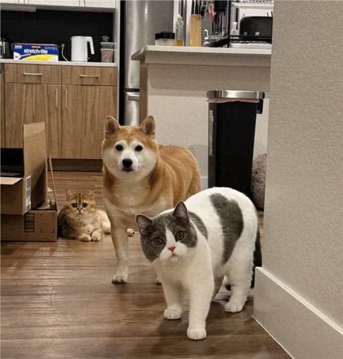 养猫好还是养狗好?新手到底怎么选?网友的分享真的太真实了