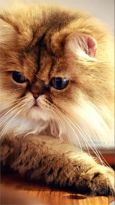 波斯猫，曾经的王族爱宠，为何现如今却少人饲养?