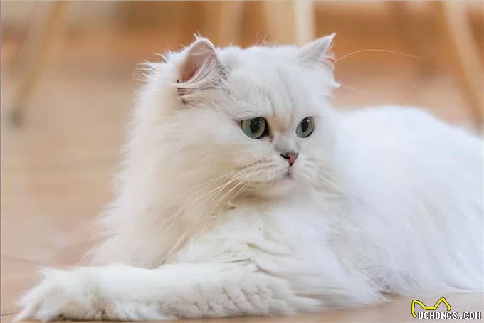 波斯猫，曾经的王族爱宠，为何现如今却少人饲养?