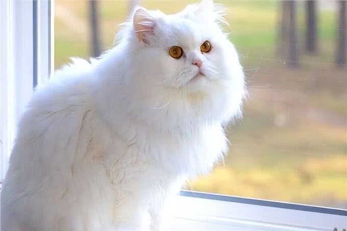 波斯猫，曾经的王族爱宠，为何现如今却少人饲养?