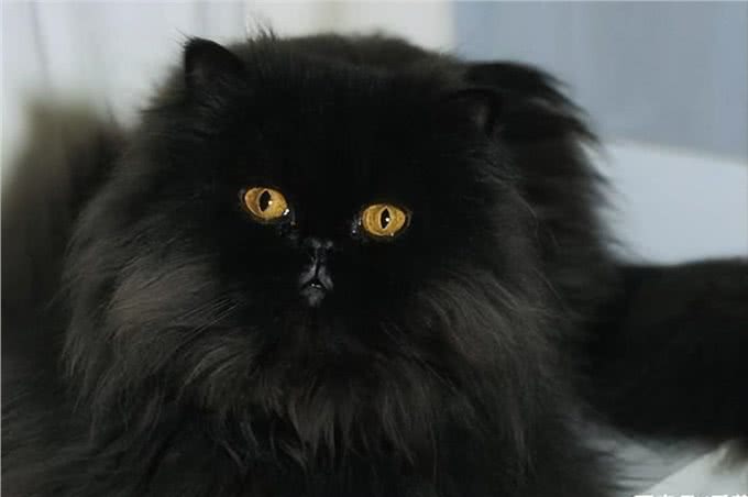 波斯猫，曾经的王族爱宠，为何现如今却少人饲养?