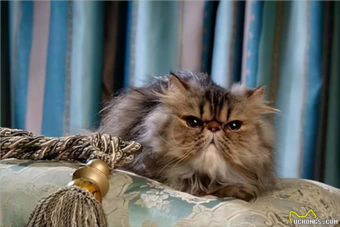 波斯猫，曾经的王族爱宠，为何现如今却少人饲养?