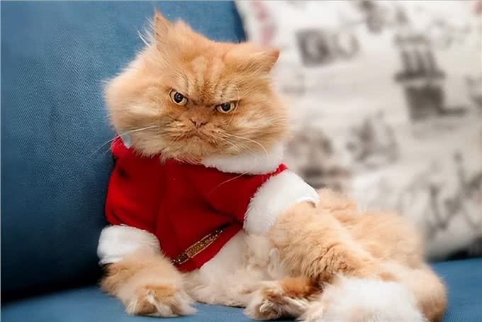 波斯猫，曾经的王族爱宠，为何现如今却少人饲养?