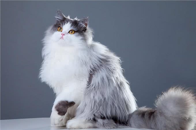 波斯猫，曾经的王族爱宠，为何现如今却少人饲养?