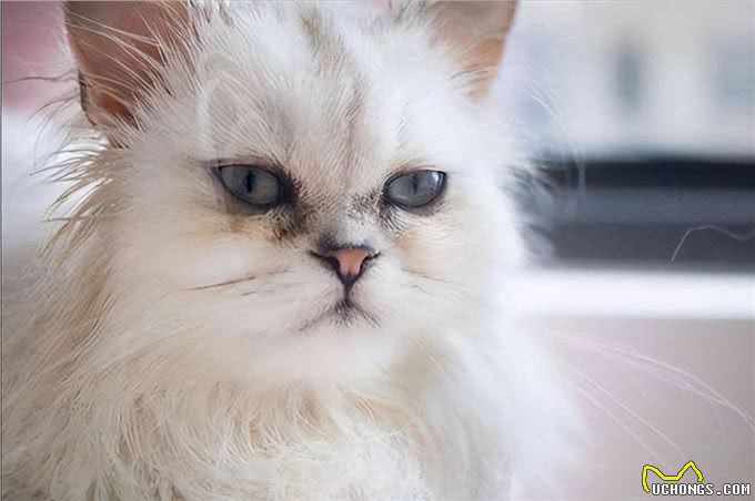 波斯猫，曾经的王族爱宠，为何现如今却少人饲养?