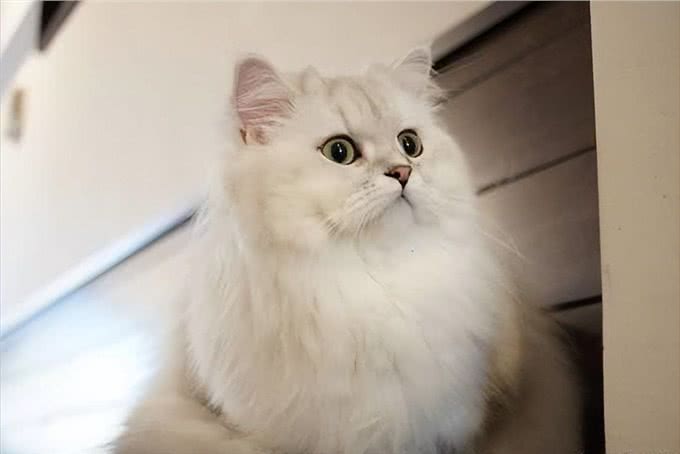 波斯猫，曾经的王族爱宠，为何现如今却少人饲养?