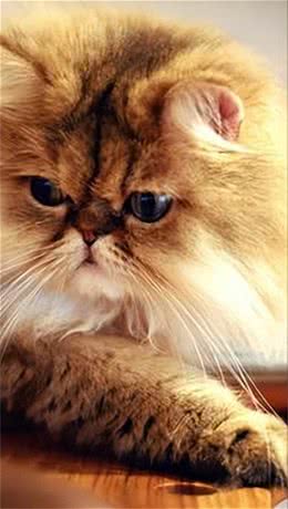 波斯猫，曾经的王族爱宠，为何现如今却少人饲养?