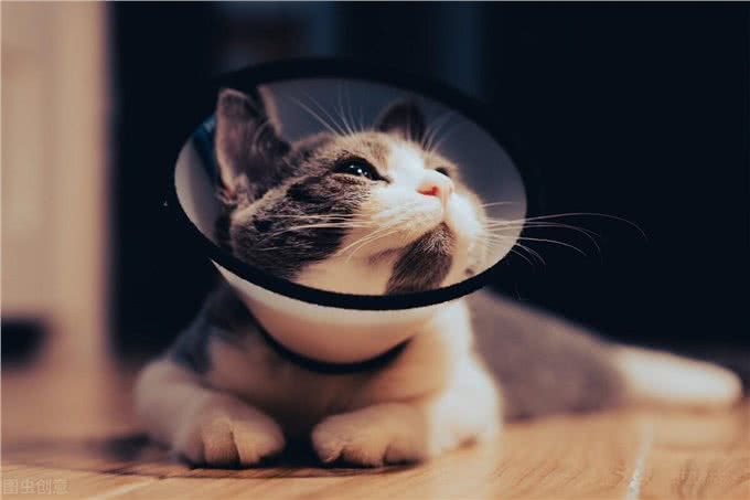 十年宠医专业科普：关于猫癣的诊断、治疗及预防，看这一篇就够了