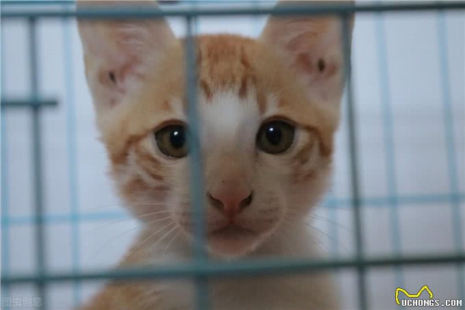 十年宠医专业科普：关于猫癣的诊断、治疗及预防，看这一篇就够了