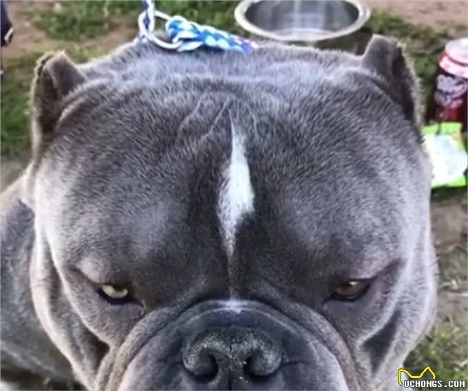 真正的恶霸犬是看品相的，长的越恶霸血统越纯正