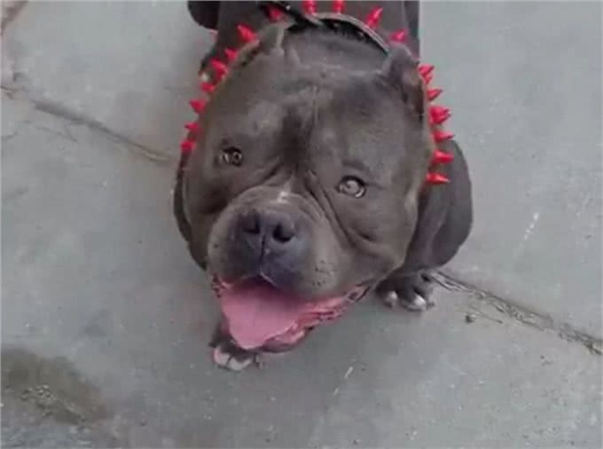 真正的恶霸犬是看品相的，长的越恶霸血统越纯正