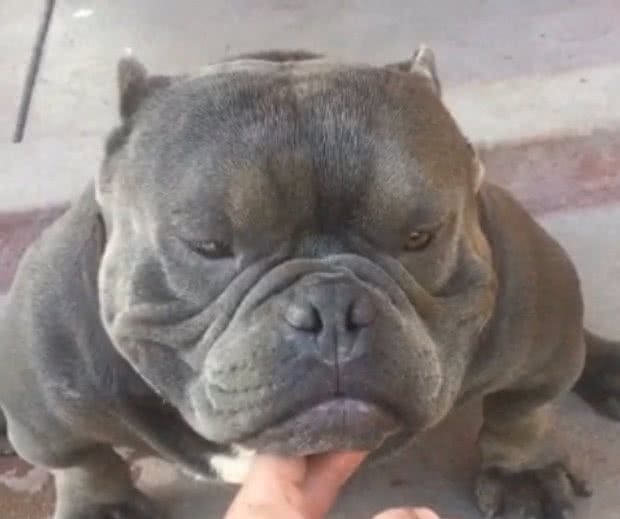 真正的恶霸犬是看品相的，长的越恶霸血统越纯正