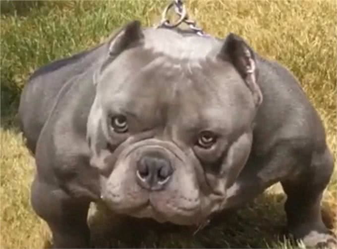 真正的恶霸犬是看品相的，长的越恶霸血统越纯正