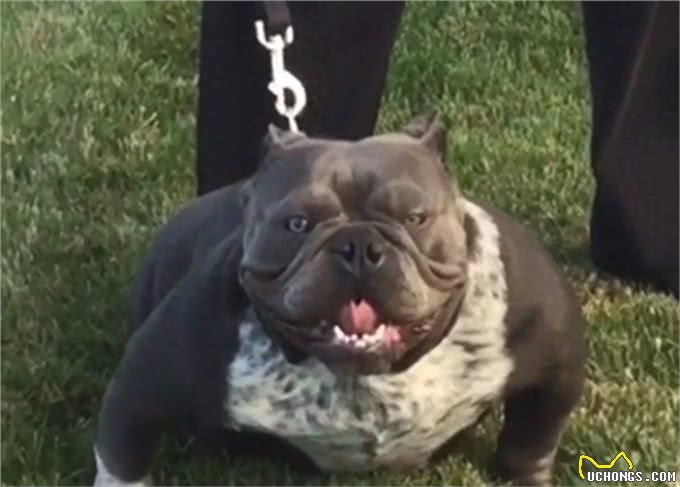 真正的恶霸犬是看品相的，长的越恶霸血统越纯正