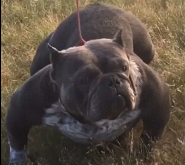 真正的恶霸犬是看品相的，长的越恶霸血统越纯正