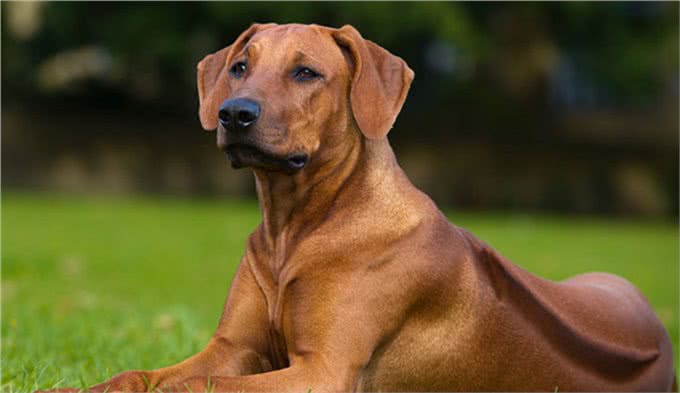 它被称为草原骆驼,守卫狩猎两不误,如今摇身一变成为搜救犬