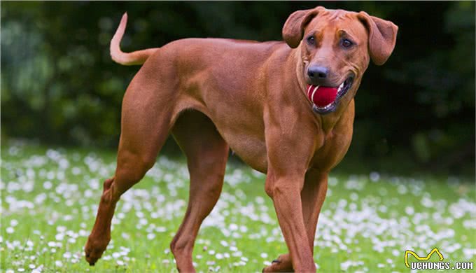 它被称为草原骆驼,守卫狩猎两不误,如今摇身一变成为搜救犬