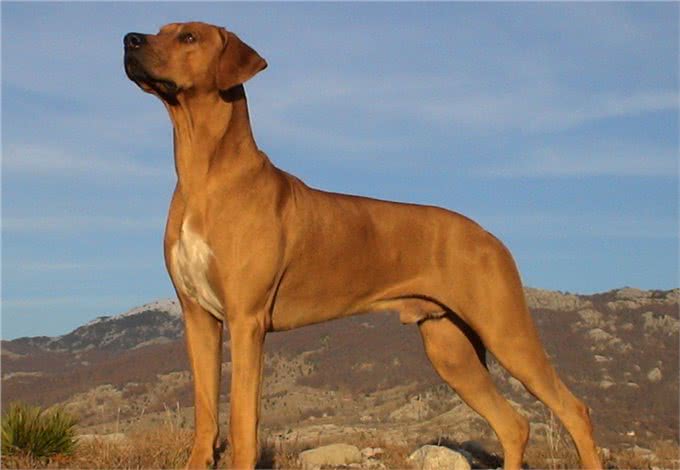 它被称为草原骆驼,守卫狩猎两不误,如今摇身一变成为搜救犬