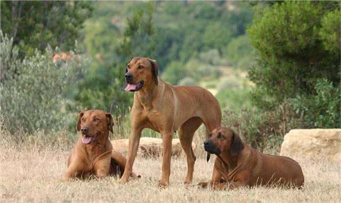 它被称为草原骆驼,守卫狩猎两不误,如今摇身一变成为搜救犬