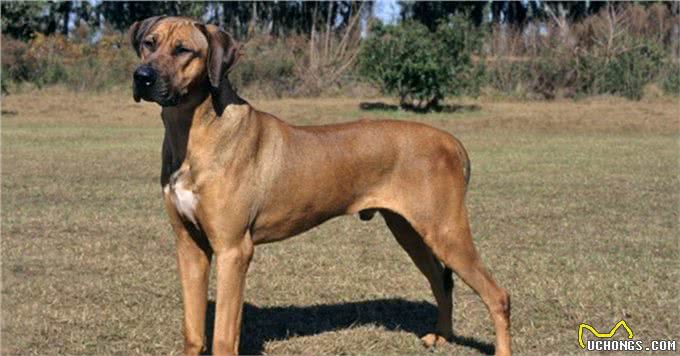 它被称为草原骆驼,守卫狩猎两不误,如今摇身一变成为搜救犬