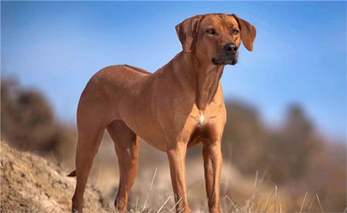 它被称为草原骆驼,守卫狩猎两不误,如今摇身一变成为搜救犬