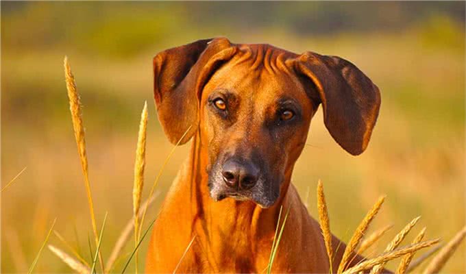 它被称为草原骆驼,守卫狩猎两不误,如今摇身一变成为搜救犬