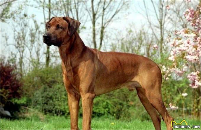 它被称为草原骆驼,守卫狩猎两不误,如今摇身一变成为搜救犬